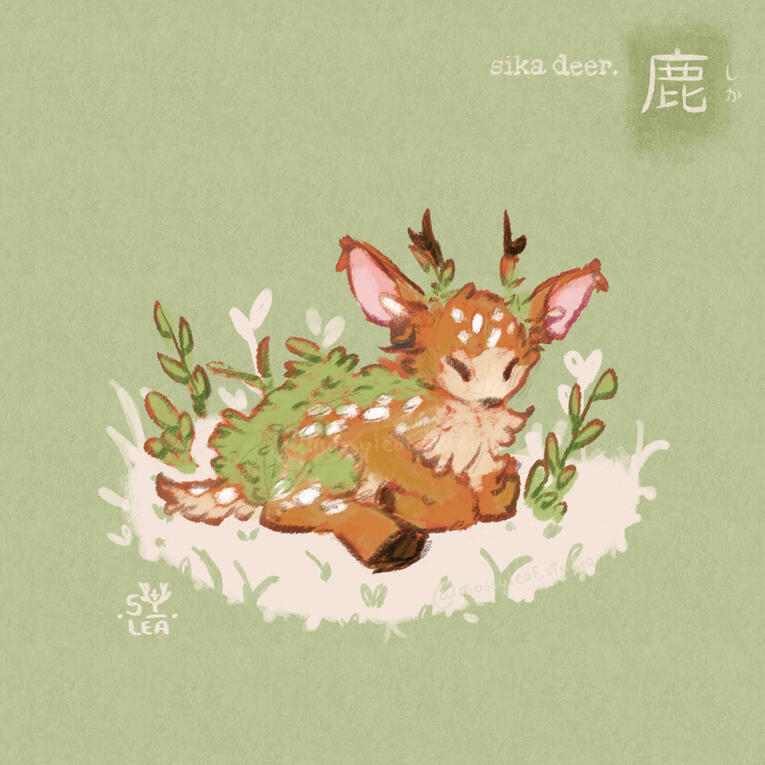 Deer