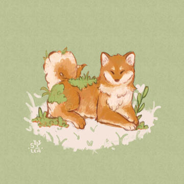 Shiba